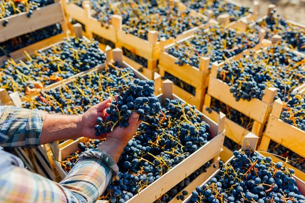 Essential Guide: Frequency of Inspecting Your Harley-Davidson Electra Glide"s Electrical Wiring Harness for Signs of Wear