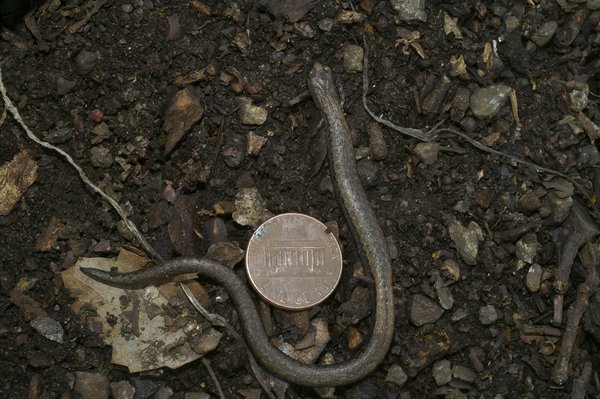 How does the cost of owning a hybrid car compare to a petrol car over five years in the UK?